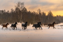 Atpūtas un ceļojumu piedāvājumi 17.02.2026 - 22.02.2026 Izbaudi ziemas brīvdienas Ziemeļlatgalē! Balvu TIC